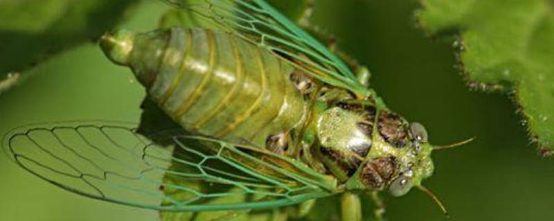 蝉的特点和生活特征 蝉的特点和生活特征和外形昆虫记