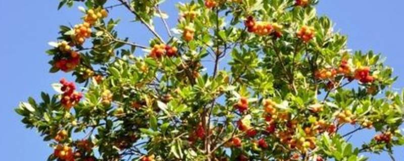 草莓树能结草莓吗 草莓树会结草莓吗