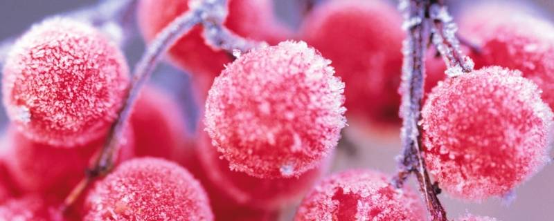 霜冻形成的条件是 霜冻形成的条件是哪些
