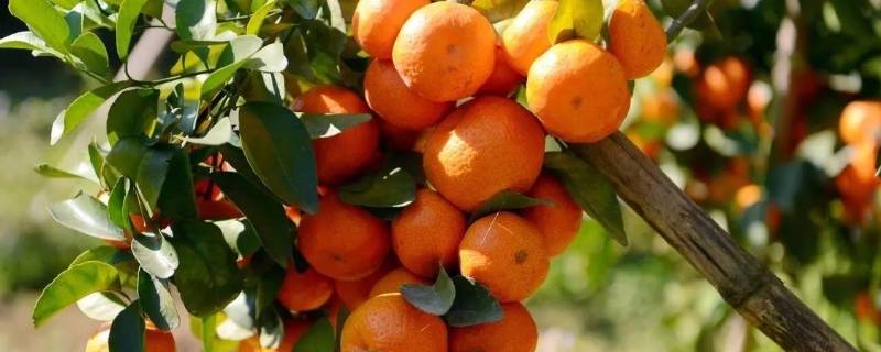 桔子怎么收藏过冬（冬天如何收藏桔子）
