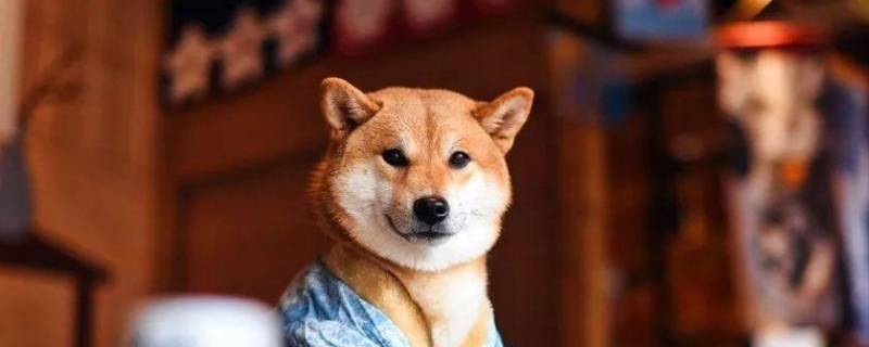 宠物可以带出国吗（能带宠物出国旅行吗）