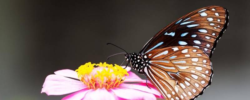 产卵过冬的动物有哪些（冬季产卵的动物）