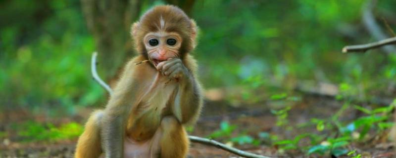 科头跣足是什么动物（须脚目动物）