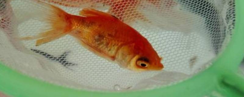 小鱼的尾巴有什么用处 小鱼的尾巴有什么用处一年级