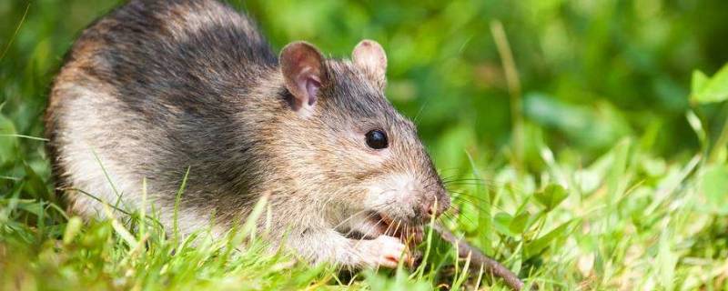 书香世家是什么动物 书香世家是什么动物生肖