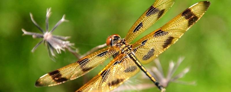 蜻蜓的耳朵长在哪里（蜻蜓的耳朵长在哪儿）