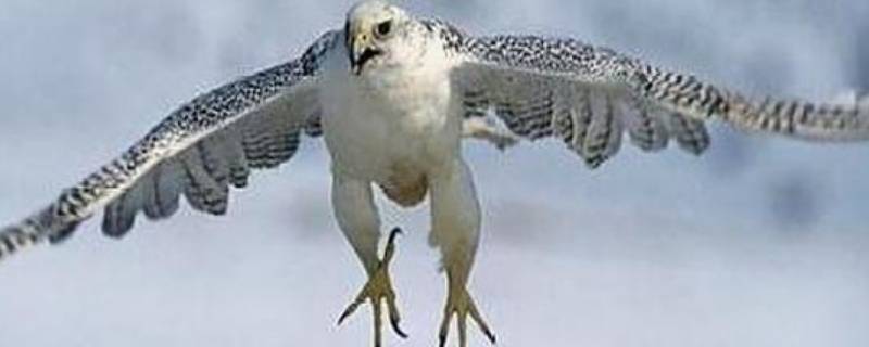 雄鹰是鸟类吗还是兽类（雄鹰是鸟类吗还是禽类）