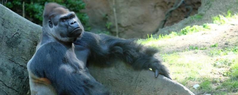 猩猩是什么类动物 猩猩属于动物吗