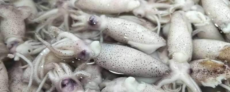 海兔子怎么处理干净（蛏子怎么处理干净）