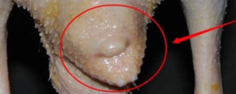 鸭子的毛根怎么弄出来 鸭子的毛根怎么弄出来视频