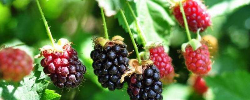 莓果是什么水果 莓莓是什么水果