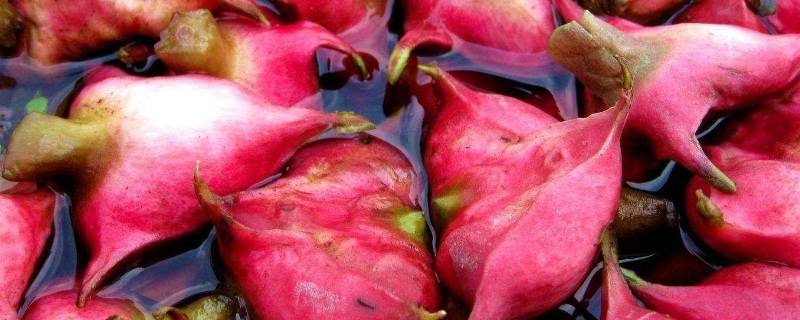 凌角果长在什么地方 菱角为什么男人不能吃