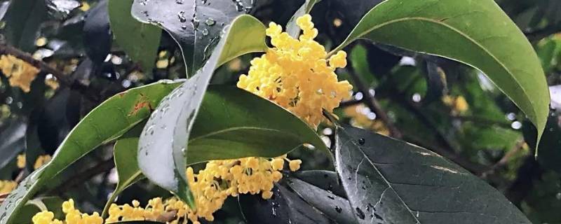 桂花的香味怎么描述（桂花的香味怎么描述?）