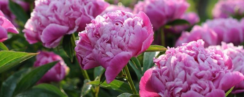 鲜花花束冻了怎么办（鲜切花受冻怎么处理）