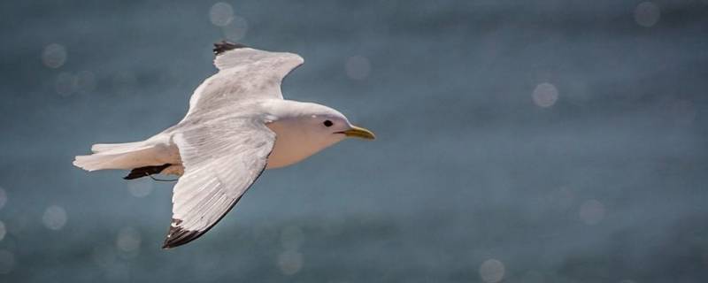 海燕会飞也会游泳吗（海燕会飞也会游泳吗视频）