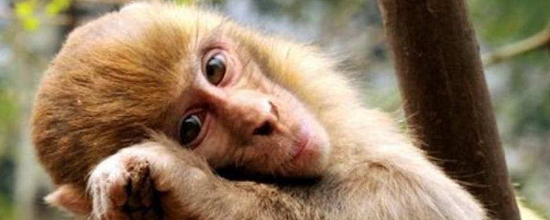 猴子的叫声怎么形容 猴子的叫声怎么形容(象声词