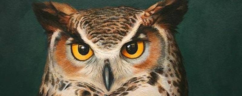 猫头鹰是胎生还是卵生 猫头鹰是胎生还是蛋生