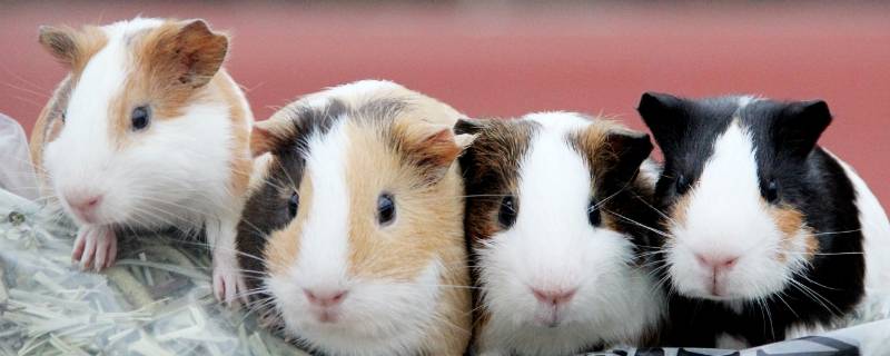 荷兰猪是老鼠吗（荷兰猪咬人吗）