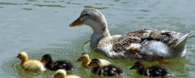 嘎嘎叫的有哪些动物 嘎嘎叫的有哪些动物名字