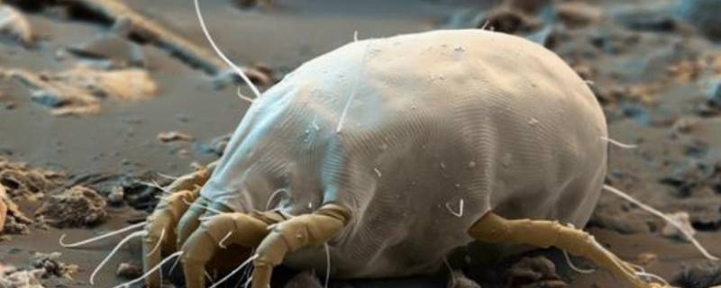 螨虫能冻死吗（床上4个迹象说明螨虫）