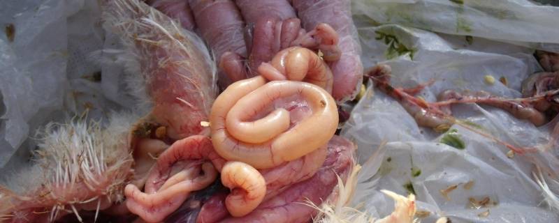 鸡肠子怎么洗得干净（鸡肠子怎么洗得干净没有异味）
