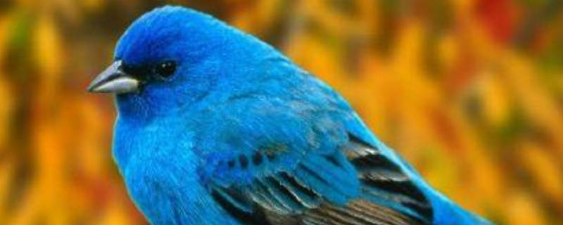 鸟类属于什么类动物（哪些属于鸟类的动物）