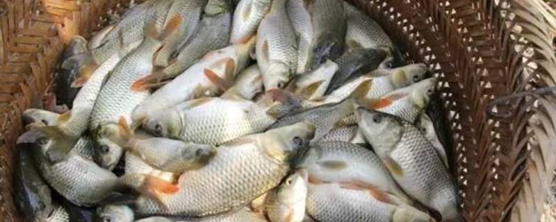 禾花鱼是什么鱼（禾花鱼是鲫鱼吗）