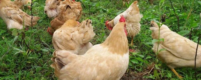 臘月尾牙打一生肖动物 腊月尾牙猜一肖