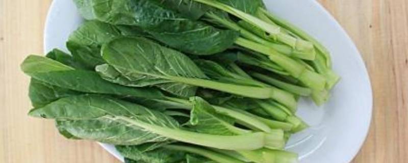 青菜放冰箱半个月了还能吃吗 青菜在冰箱放了半个月能吃吗