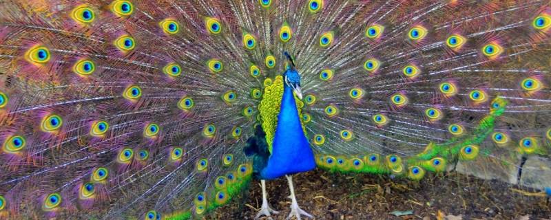 孔雀属于什么类 孔雀有几种品种