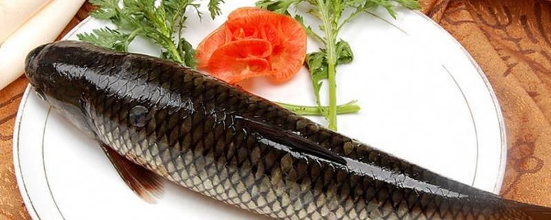 草鱼是发物吗（鲤鱼是发物吗）