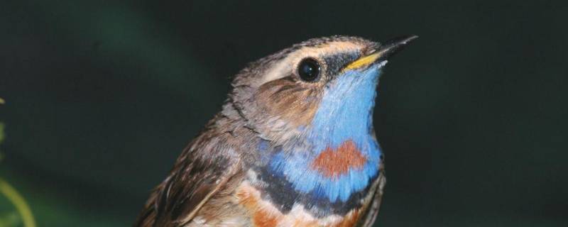 鸟类如何繁殖后代 鸟类踩背的原理