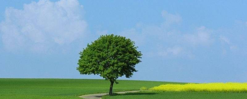 树的名称（树的名称变化）