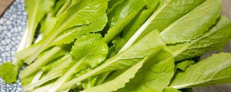 ramp是什么蔬菜（ramp是一种什么蔬菜）