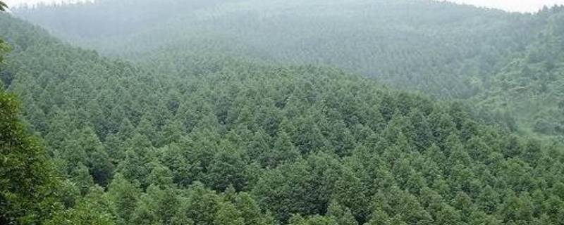 林地主要分布在什么地区 林地主要分布在什么地区地形以什么为主