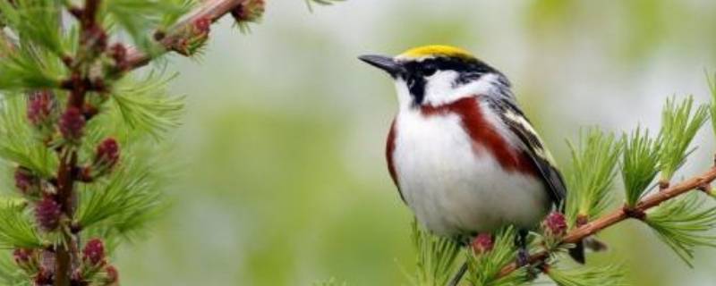 小鸟是动物吗（小鸟是动物吗,动物的弱点 一年级阅读理解）