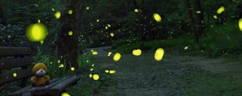 萤火虫是光源吗 萤火虫是光源吗?为什么