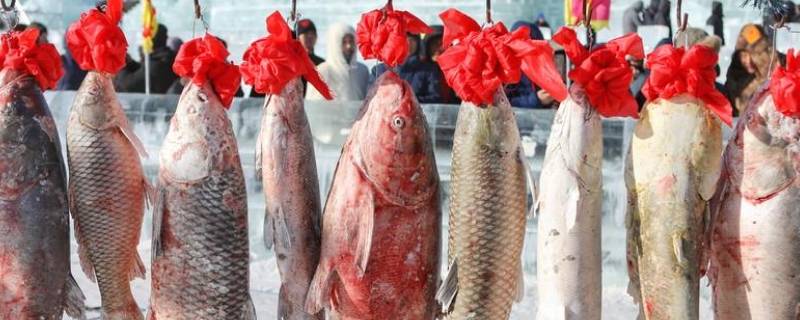 查干湖头鱼什么意思（查干湖 头鱼）