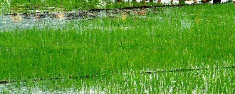 插秧是什么季节（插秧是什么季节二年级）