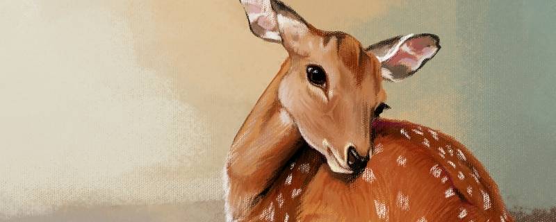 小鹿的脚印像什么（小猫的脚印像什么）