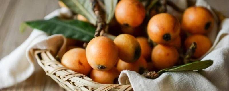 枇杷是什么（枇杷是什么季节的水果）