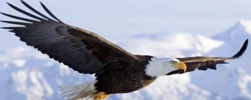 国家二级保护鸟类名录（二级鸟类大全图片）