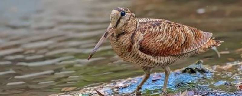 国家一二三级保护动物（国家一二三级保护动物名单图片）