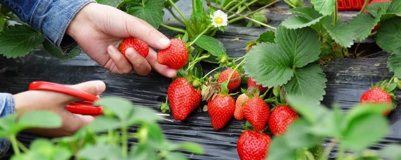 草莓上有黑色的毛毛（草莓上有黑色的毛毛怎么回事）