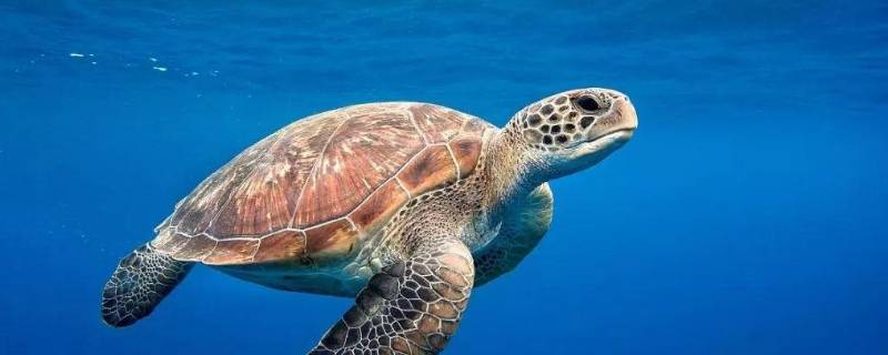 最小的海龟是什么龟（最小的海龟是什么龟类）