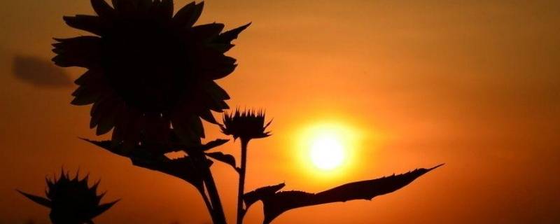 早晨太阳仿写拟人句 早晨太阳仿写拟人句傍晚太阳仿写拟人句