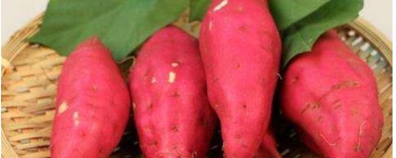红薯成分 红薯成分表100g