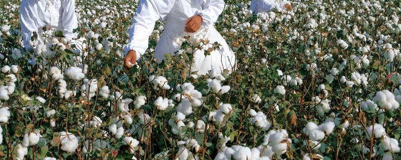 棉花生产优势区主要是在哪里 棉花生产优势区主要是在?