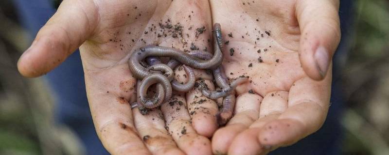 蚯蚓有几条腿（蚯蚓有几条腿有触角吗）