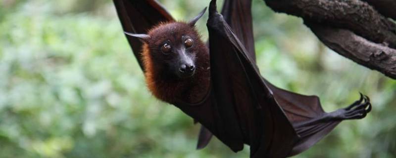 蝙蝠的尾巴有什么用（蝙蝠的尾巴是什么样的）